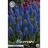 Armenisk pärlhyacint-Muscari Armeniacum 20-pack