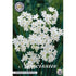 Narcissus Paperwhite Grandiflora 5-pack