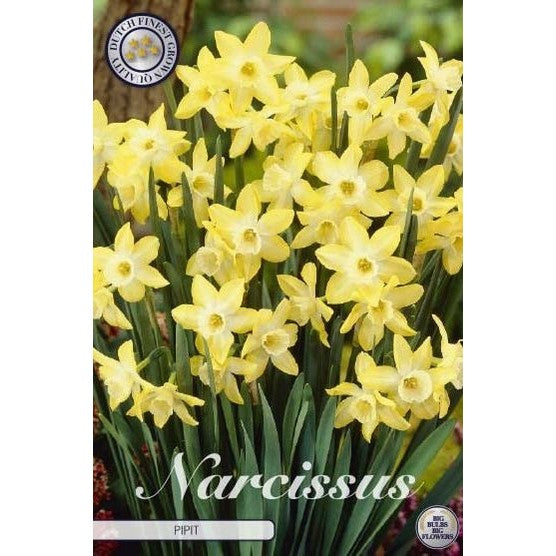 Narcissus Pipit 7-pack