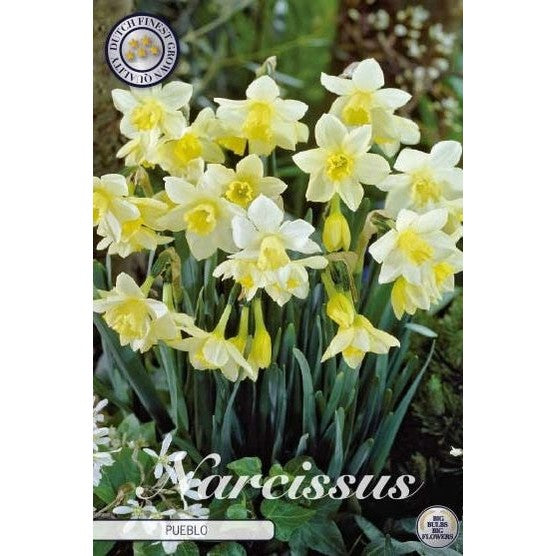 Narcissus Pueblo 7-pack