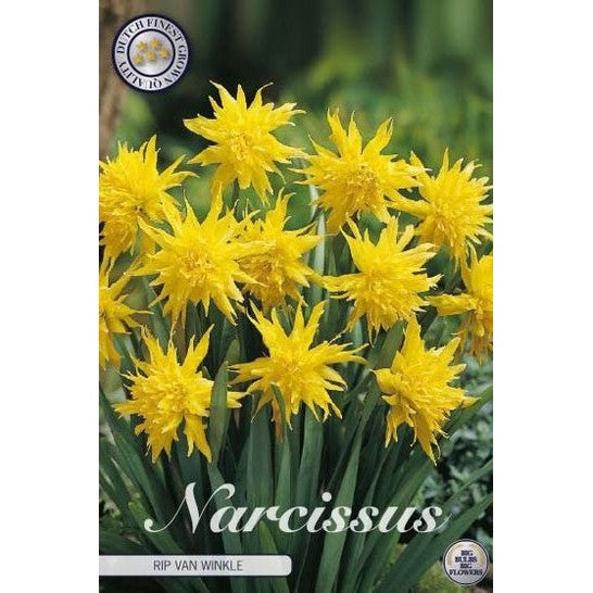 Narcissus Rip van Winkle 7-pack