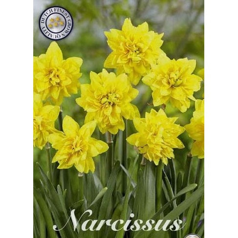 Narcissus Tête à Tête de Luxe 7-pack