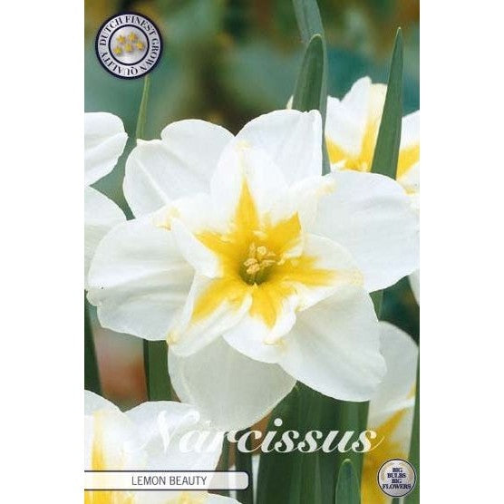 Narcissus Lemon Beauty 5-pack