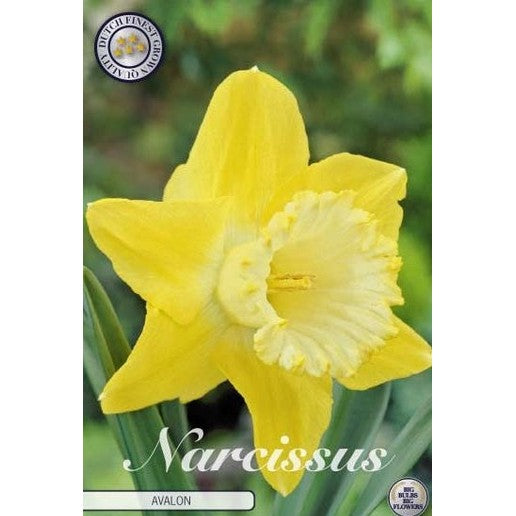 Narcissus Avalon 5-pack