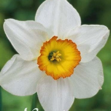 Narcissus Barrett Browning 5-pack