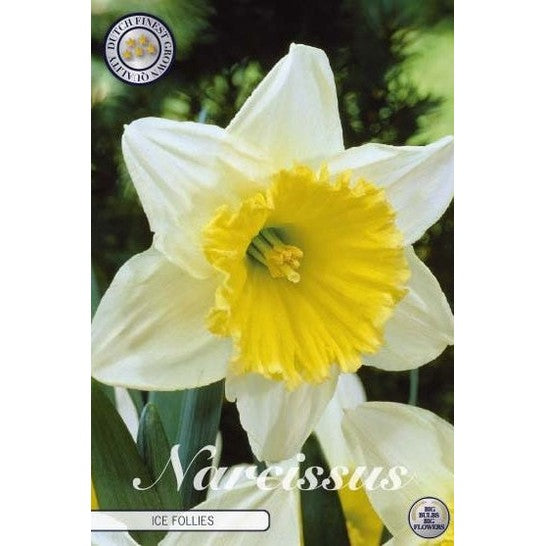 Narcissus Ice Follies 5-pack