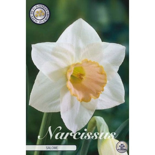 Narcissus Salome 5-pack
