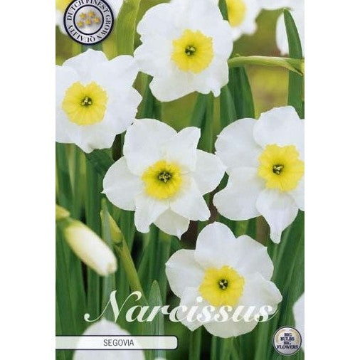 Narcissus &