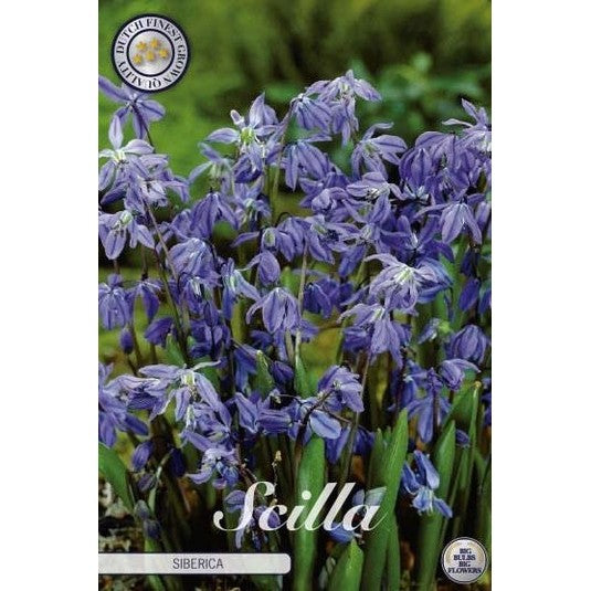 Rysk blåstjärna-Scilla Siberica 15-pack