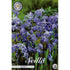 Rysk blåstjärna-Scilla Siberica 15-pack