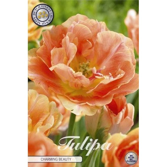 Tulpan &