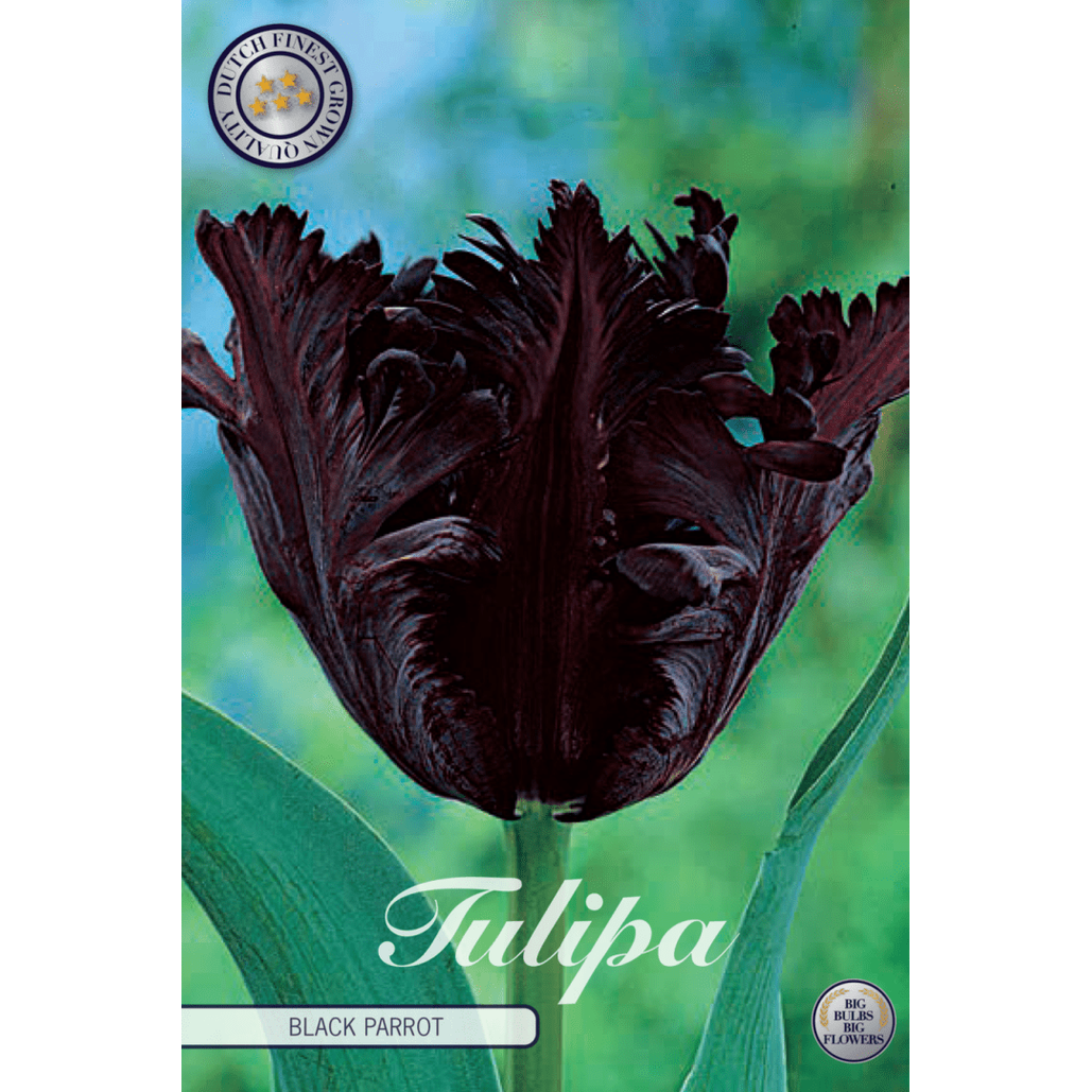 Tulpan Black Parrot 7-pack