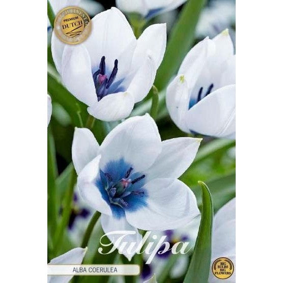 Tulpan Alba Coerulea (premium) 5-pack