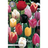Tulpan Triumph Mixed 10-pack