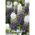 Bredbladig pärlhyacint-Muscari latifolium &