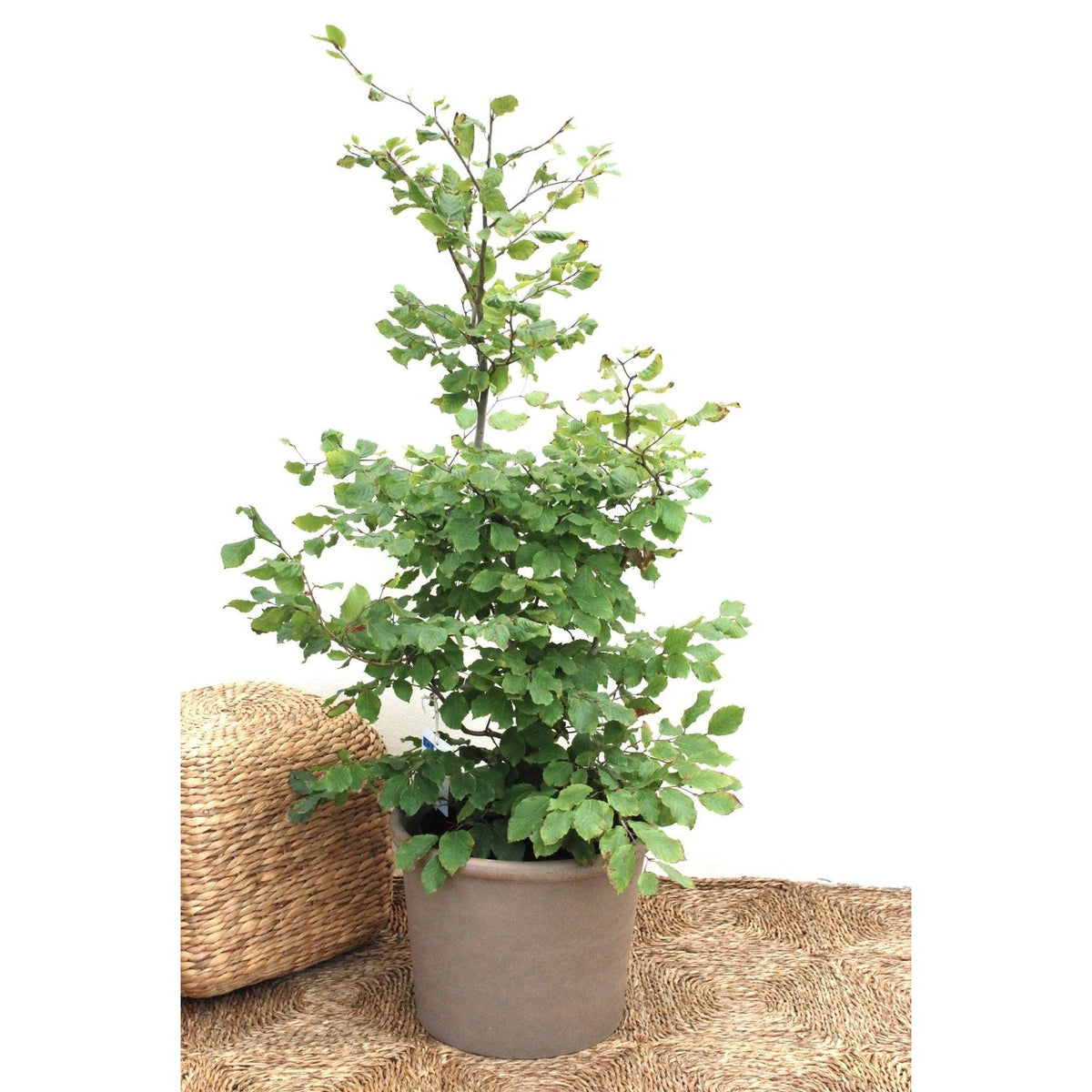 Bok, Fagus sylvatica Co 10 100-125 cm, Extra förgrenad, Storpack 30st
