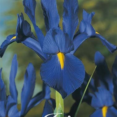 Holländsk Iris-Iris Hollandica &