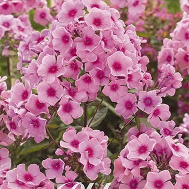 Flox-Phlox Pink - Paniculata - 1-pack