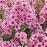 Flox-Phlox Pink - Paniculata - 1-pack